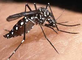 El enemigo: Aedes aegypti